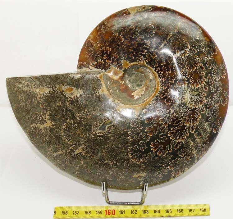 https://www.nuggetsfactory.com/EURO/mammifere/ammonite/26.jpg
