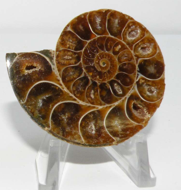 https://www.nuggetsfactory.com/EURO/mammifere/ammonite/28%20c.jpg