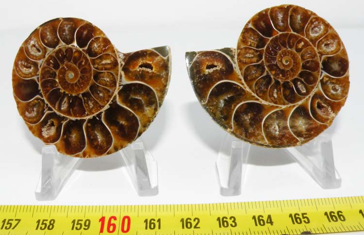 https://www.nuggetsfactory.com/EURO/mammifere/ammonite/28.jpg