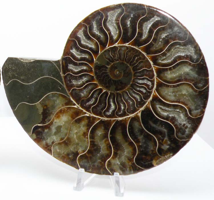 https://www.nuggetsfactory.com/EURO/mammifere/ammonite/29%20b.jpg