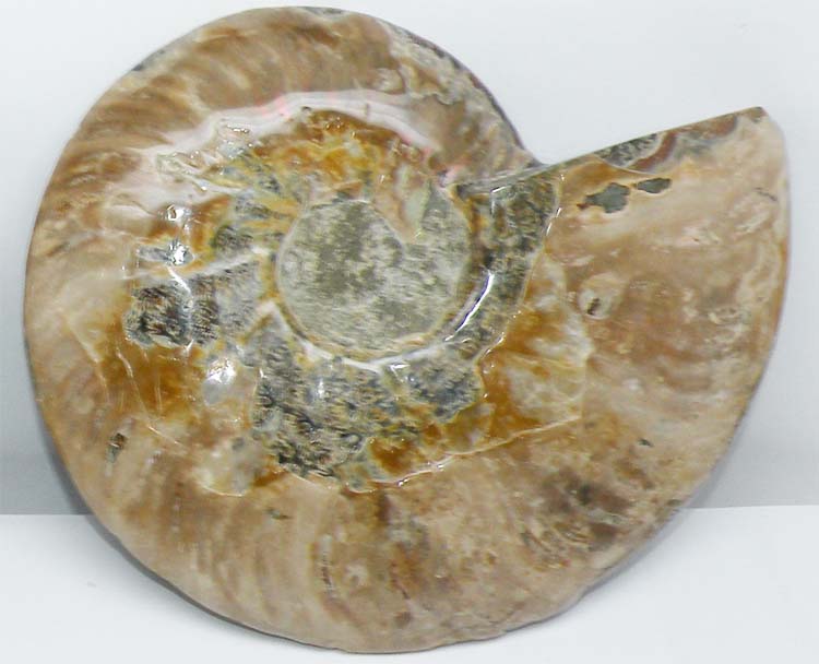 https://www.nuggetsfactory.com/EURO/mammifere/ammonite/29%20d.jpg