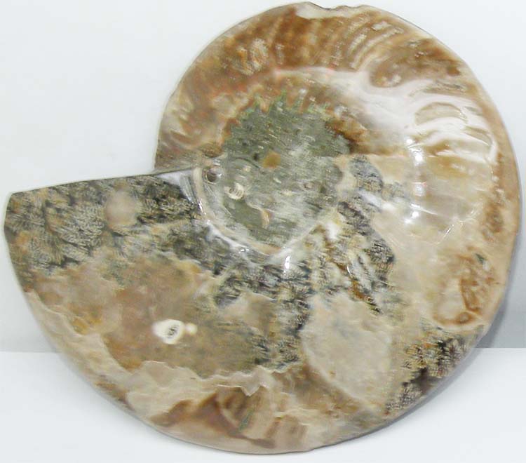 https://www.nuggetsfactory.com/EURO/mammifere/ammonite/29%20e.jpg