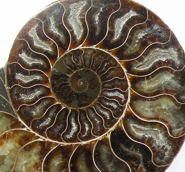 https://www.nuggetsfactory.com/EURO/mammifere/ammonite/29%20f.jpg