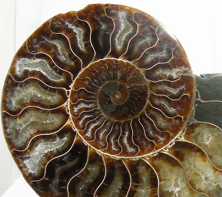 https://www.nuggetsfactory.com/EURO/mammifere/ammonite/29%20g.jpg