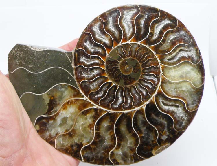 https://www.nuggetsfactory.com/EURO/mammifere/ammonite/29%20h.jpg