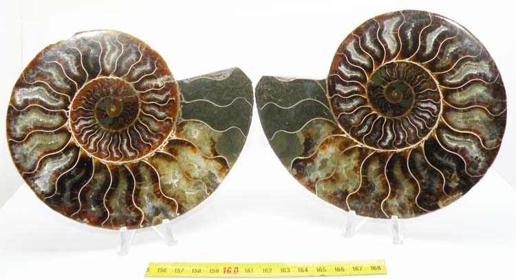 https://www.nuggetsfactory.com/EURO/mammifere/ammonite/29.jpg