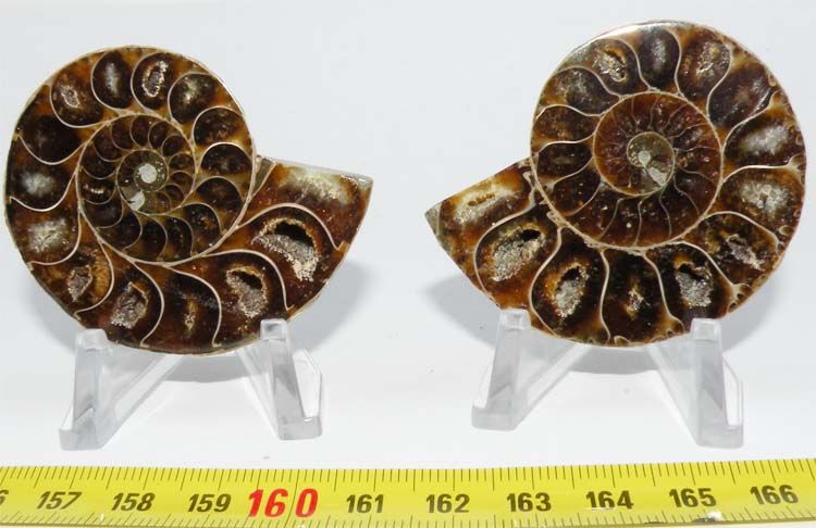 https://www.nuggetsfactory.com/EURO/mammifere/ammonite/30.jpg