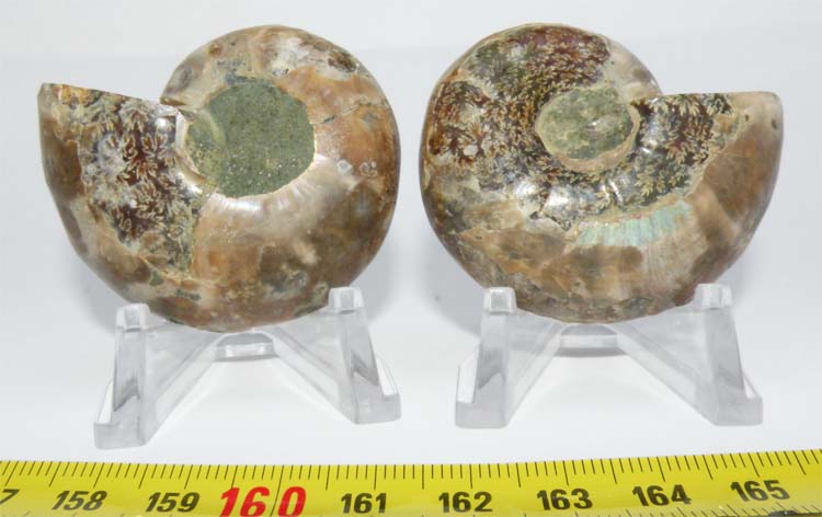 https://www.nuggetsfactory.com/EURO/mammifere/ammonite/34%20a.jpg
