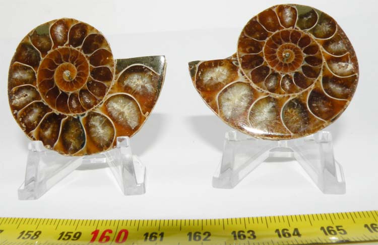 https://www.nuggetsfactory.com/EURO/mammifere/ammonite/34.jpg