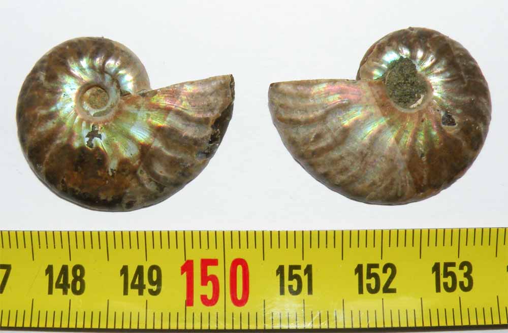 https://www.nuggetsfactory.com/EURO/mammifere/ammonite/43%20a.jpg