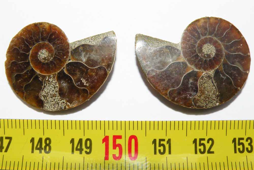 https://www.nuggetsfactory.com/EURO/mammifere/ammonite/43.jpg