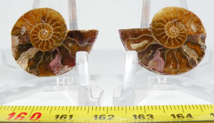 https://www.nuggetsfactory.com/EURO/mammifere/ammonite/44.jpg