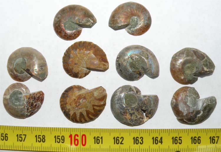 https://www.nuggetsfactory.com/EURO/mammifere/ammonite/5%20a.jpg