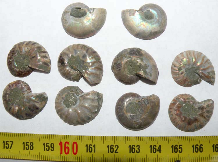 https://www.nuggetsfactory.com/EURO/mammifere/ammonite/6%20a.jpg