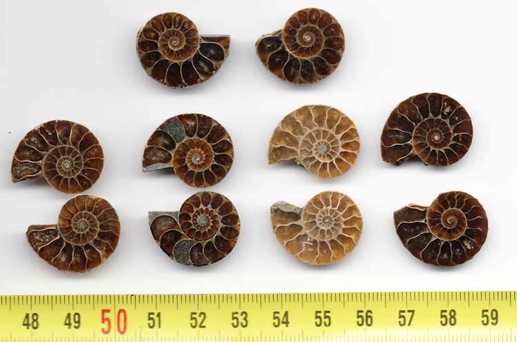https://www.nuggetsfactory.com/EURO/mammifere/ammonite/6.jpg