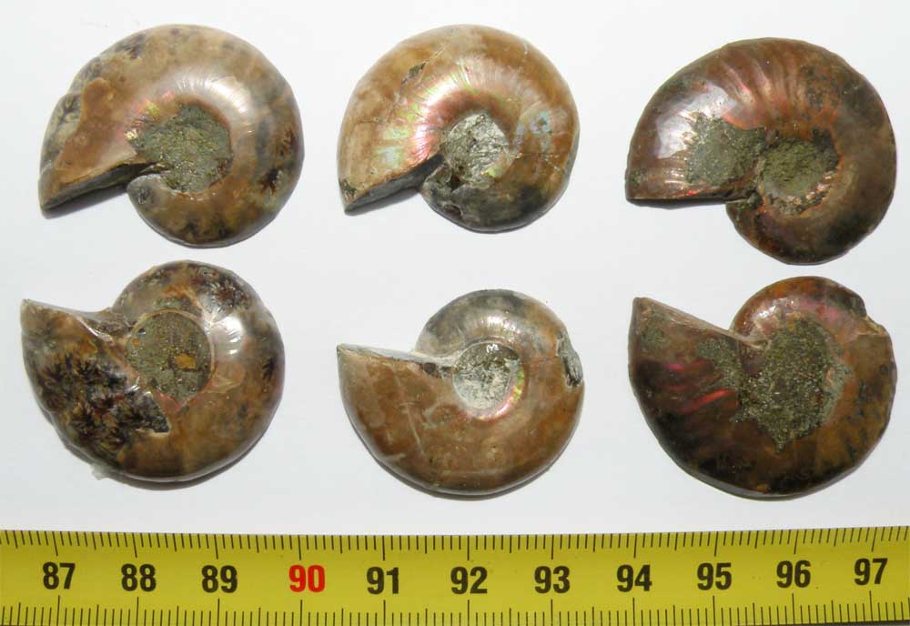 https://www.nuggetsfactory.com/EURO/mammifere/ammonite/7%20a.jpg