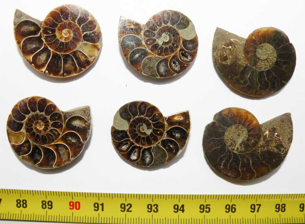 https://www.nuggetsfactory.com/EURO/mammifere/ammonite/7.jpg