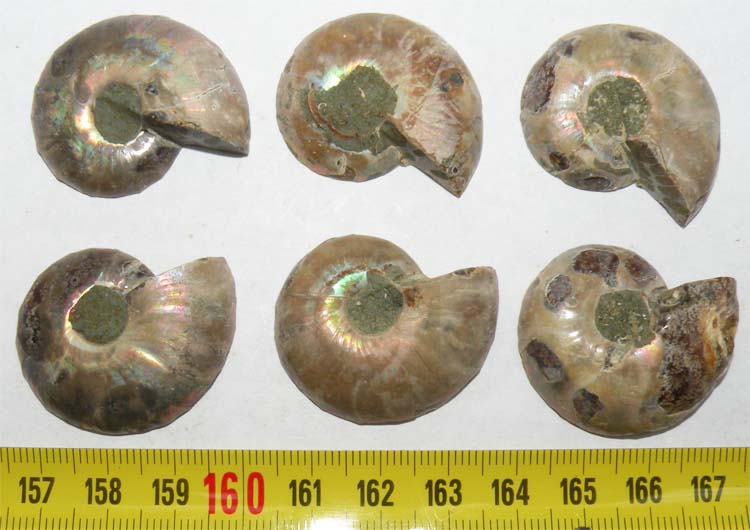 https://www.nuggetsfactory.com/EURO/mammifere/ammonite/9%20a.jpg