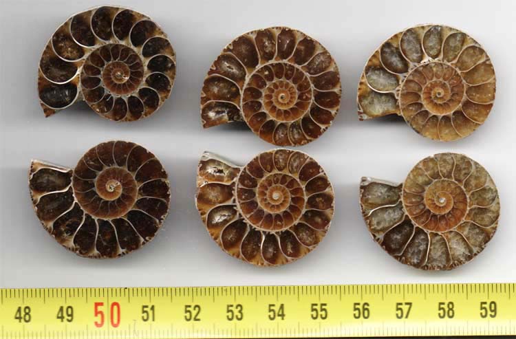 https://www.nuggetsfactory.com/EURO/mammifere/ammonite/9.jpg