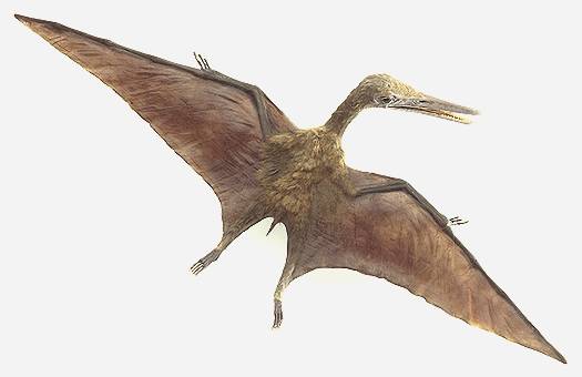 https://www.nuggetsfactory.com/EURO/mammifere/pterosaur/T025577A.jpg